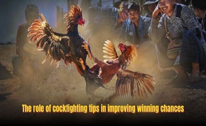 Cockfighting Betting