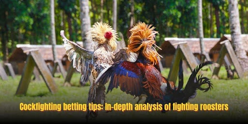 Cockfighting Betting 