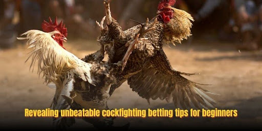 Cockfighting Betting 