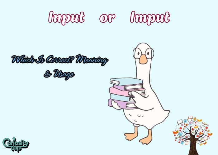 Input or Imput Which Is Correct Meaning & Usage